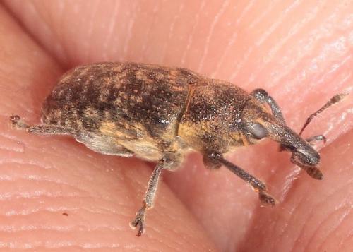 Réf. 268 163 : Larinus carlinae